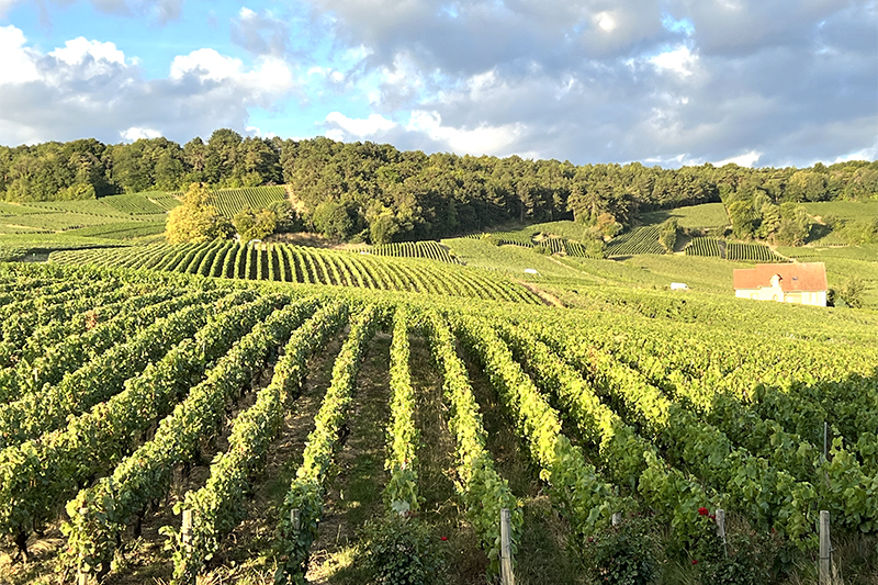 Beautiful views on the vineyards
