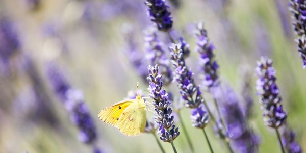 Lavender, thé symbol of the Provence