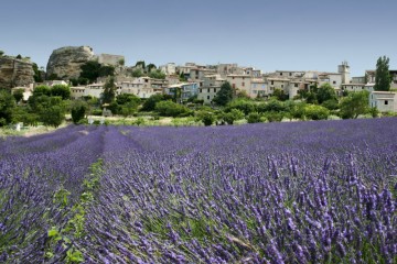 Draguignan and Lorgues: truffles, lavender, Côtes de vin Provences