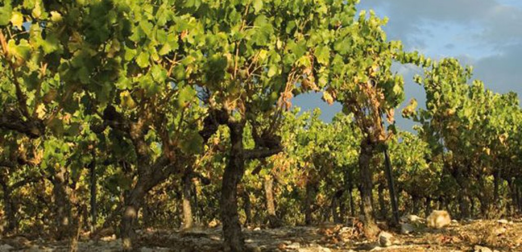 Vineyard Chateau de Berne