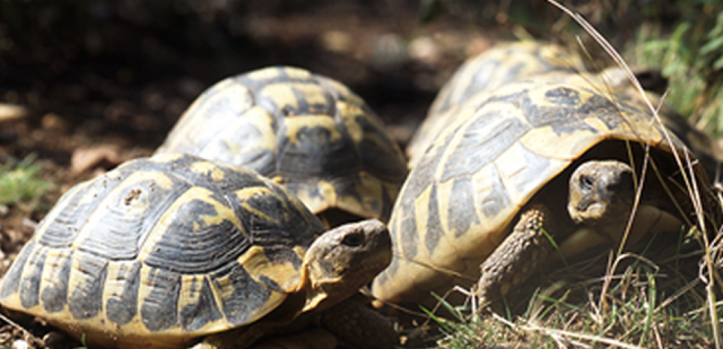 Le village des Tortues