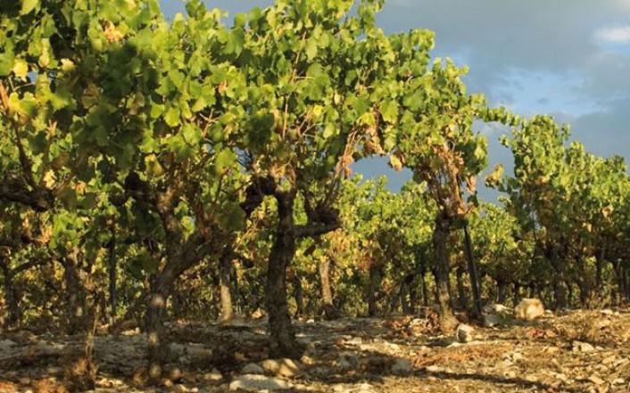 Vineyard Chateau de Berne