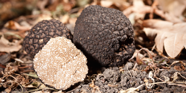Aups truffles